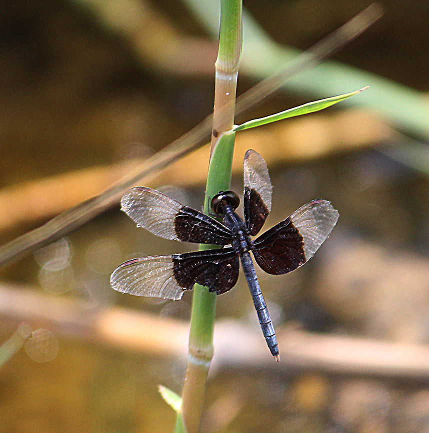 Pied paddy skimmer - Neurothemis tullia  Eamw dragonflies,Geotagged,Neurothemis tullia,Pied Paddy Skimmer,Vietnam