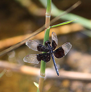 Pied paddy skimmer - Neurothemis tullia  Eamw dragonflies,Geotagged,Neurothemis tullia,Pied Paddy Skimmer,Vietnam