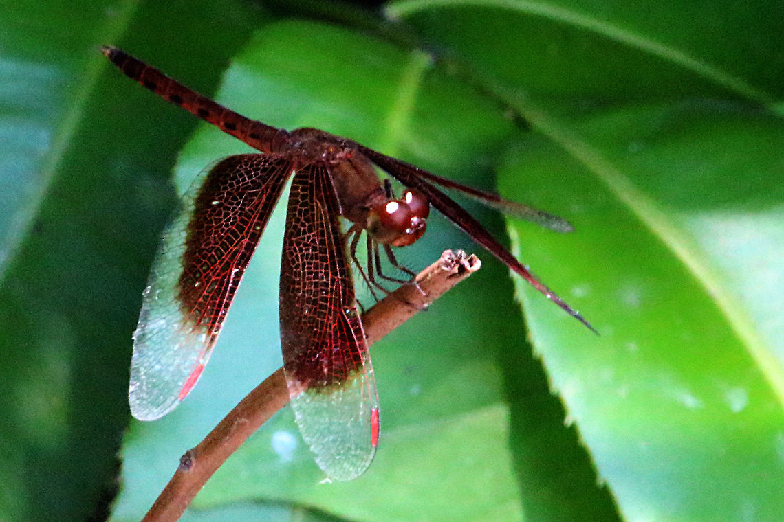 Red Grasshawk - Neurothemis fluctuans  Eamw dragonflies,Geotagged,Neurothemis fluctuans,Red Grasshawk,Vietnam