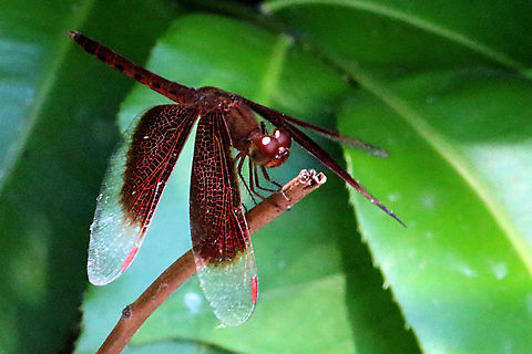 Red Grasshawk - Neurothemis fluctuans  Eamw dragonflies,Geotagged,Neurothemis fluctuans,Red Grasshawk,Vietnam