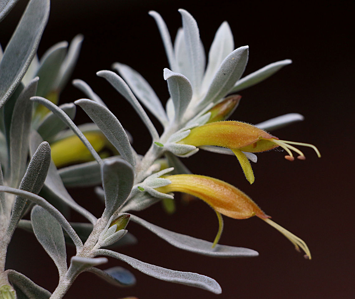 Tar bush - Eremophila glabra  Australia,Eamw,Eremophila  glabra,Geotagged,Tar bush,Winter