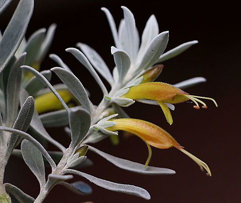 Tar bush - Eremophila glabra Australia,Eamw,Eremophila glabra,Geotagged,Tar bush,Winter