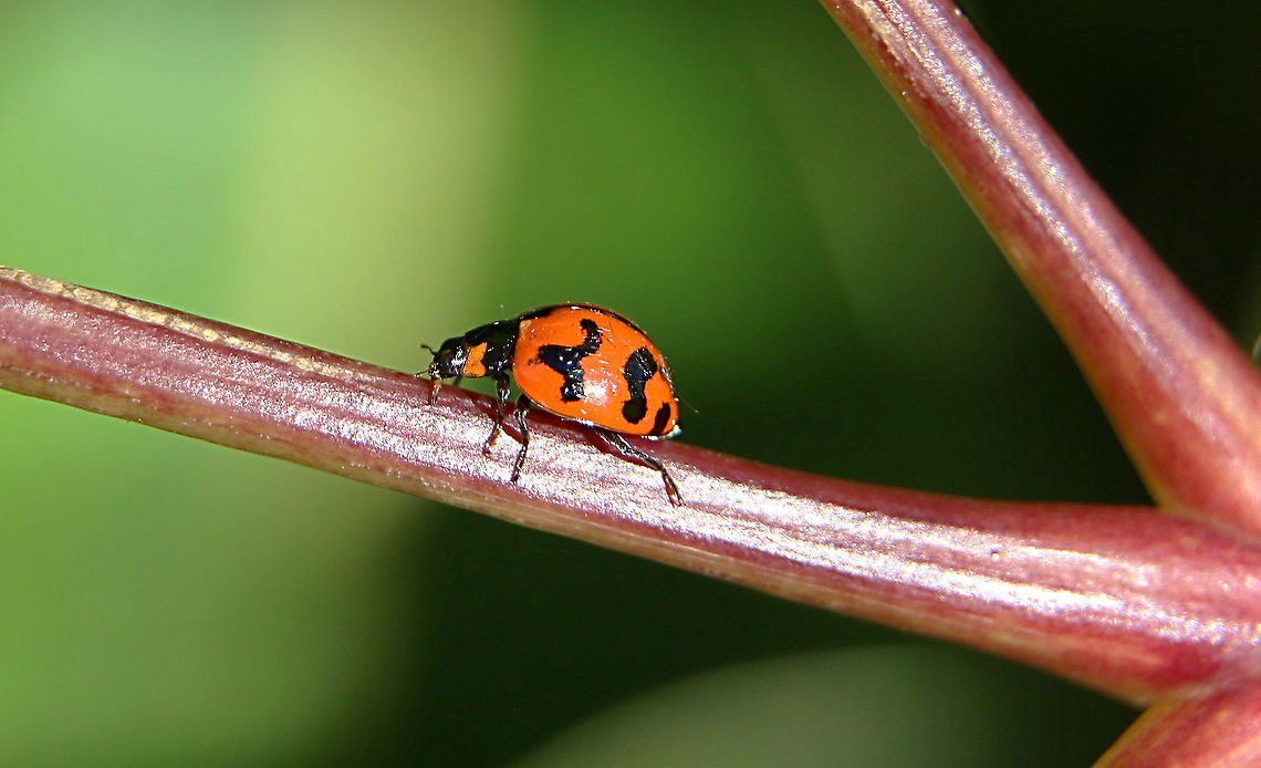 Transverse Ladybird - Coccinella transversalis  Australia,Coccinella transversalis,Eamw beetles,Eamw ladybird beetles,Geotagged,Transverse Ladybird,Winter