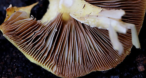 Gill formation of Bolbitius titubans  Australia,Bolbitius titubans,Eamw fungi,Fall,Geotagged