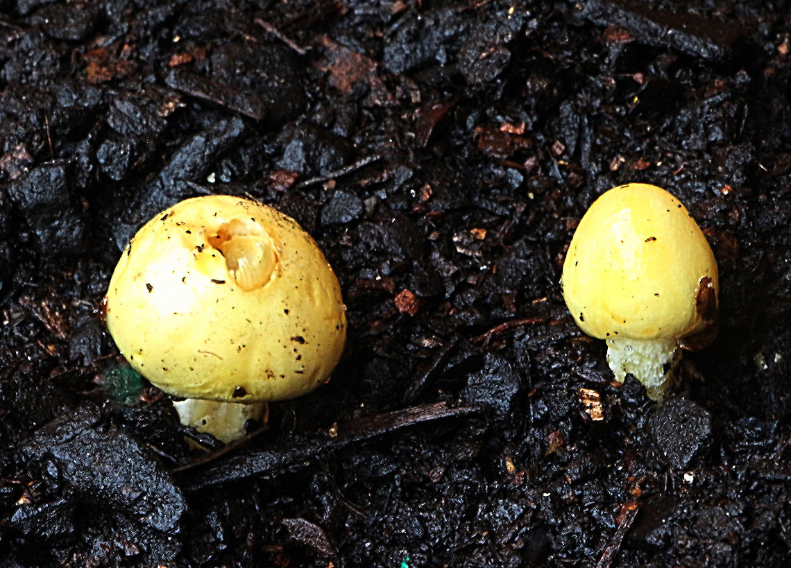 Bolbitius titubans Growing along pathway in decayed wood chips  Australia,Bolbitius titubans,Eamw fungi,Fall,Geotagged