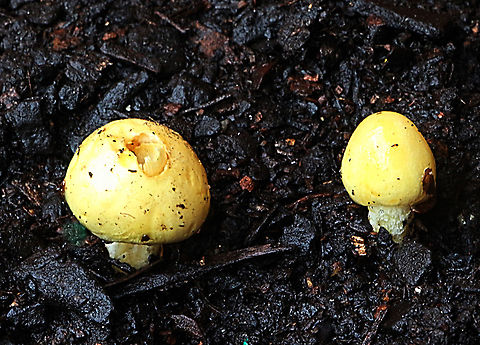 Bolbitius titubans Growing along pathway in decayed wood chips  Australia,Bolbitius titubans,Eamw fungi,Fall,Geotagged