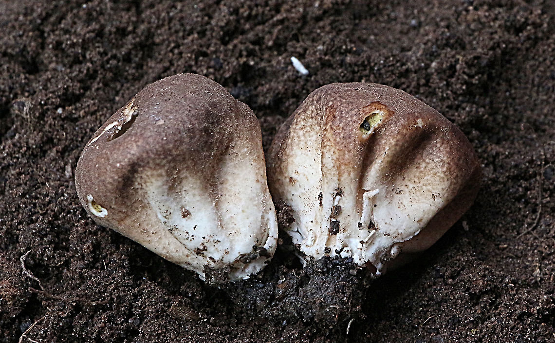 Scleroderma verrucosum  Eamw,Scleroderma verrucosum