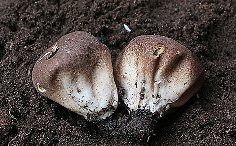 Scleroderma verrucosum  Eamw,Scleroderma verrucosum