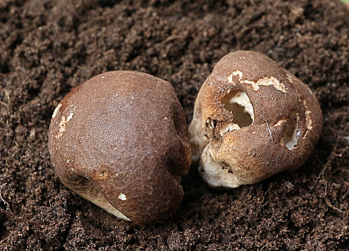 Scleroderma verrucosum  Australia,Geotagged,Scleroderma verrucosum,Wintereamw fungi