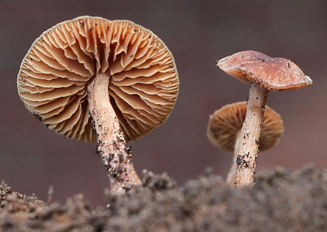 Laccaria lateritia Showing formation of gills. Australia,Eamw,Geotagged,Laccaria lateritia,Winter