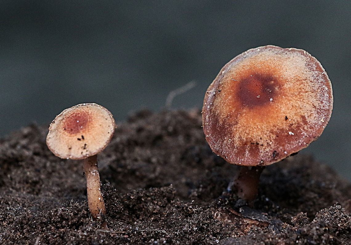 Laccaria lateritia Growing in grassed area close to a eucalyptus tree. Fungi in image removed and photographed at home.  Australia,Eamw,Geotagged,Laccaria lateritia,Winter