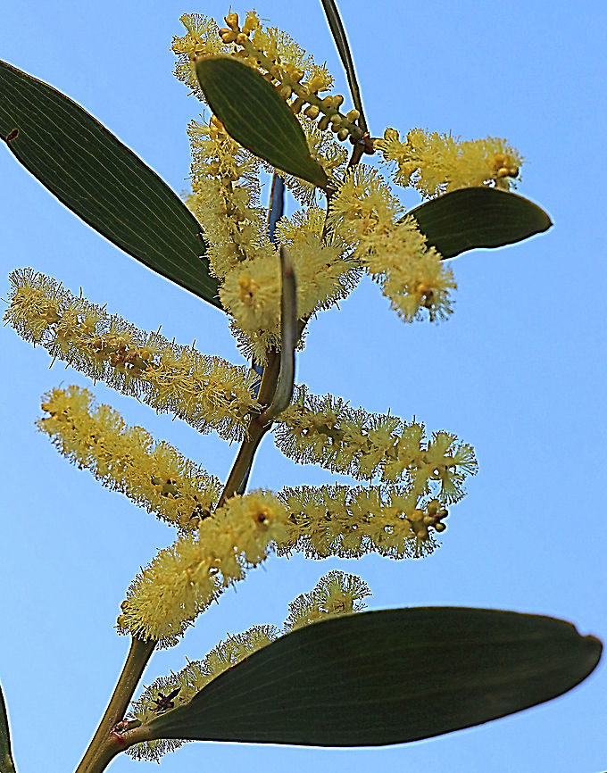 Golden Wattle - Acacia longifolia  Acacia longifolia,Australia,Eamw,Geotagged,Golden Wattle,Winter