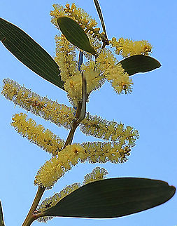Golden Wattle - Acacia longifolia  Acacia longifolia,Australia,Eamw,Geotagged,Golden Wattle,Winter