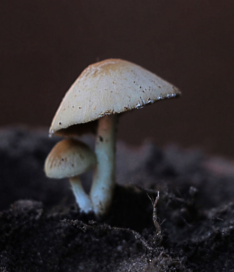 Possibly Genus Armillaria  Australia,Eamw,Geotagged,Psathyrella candolleana,Winter