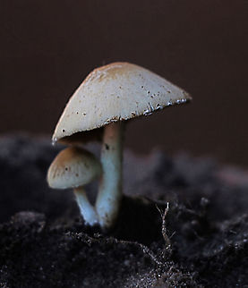 Possibly Genus Armillaria  Australia,Eamw,Geotagged,Psathyrella candolleana,Winter