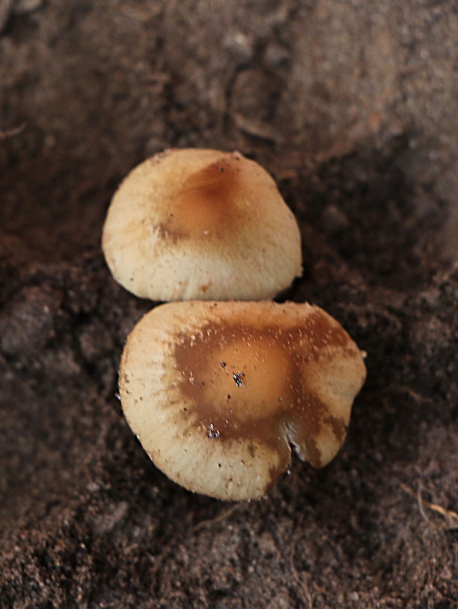Psathyrella candolleana  Australia,Eamw,Geotagged,Psathyrella candolleana,Winter