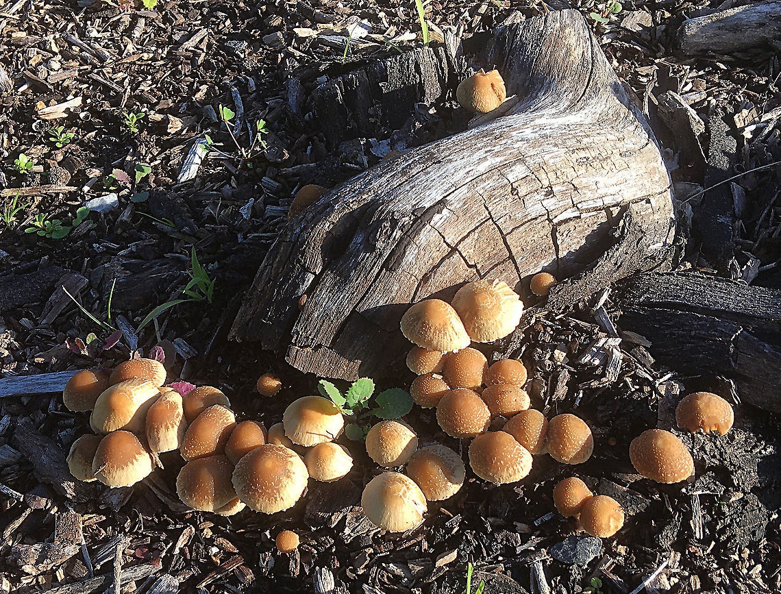 Psathyrella candolleana Growing in a wood shipped are right at the base of a rotting tree stump. It is mentioned that the spores are dark brown. I did make a spore print which looks dark brown toreador black with a tinch of dark purple .The distribution within South Australia is probably acceptable as the distribution shown on ALA is only about 50 km in difference.  Australia,Eamw,Geotagged,Psathyrella candolleana,Winter