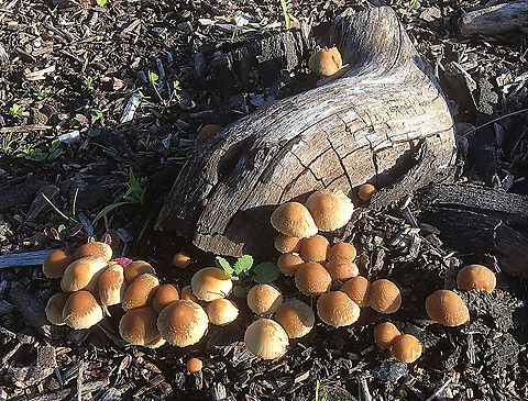 Psathyrella candolleana Growing in a wood shipped are right at the base of a rotting tree stump. It is mentioned that the spores are dark brown. I did make a spore print which looks dark brown toreador black with a tinch of dark purple .The distribution within South Australia is probably acceptable as the distribution shown on ALA is only about 50 km in difference. Australia,Eamw,Geotagged,Psathyrella candolleana,Winter
