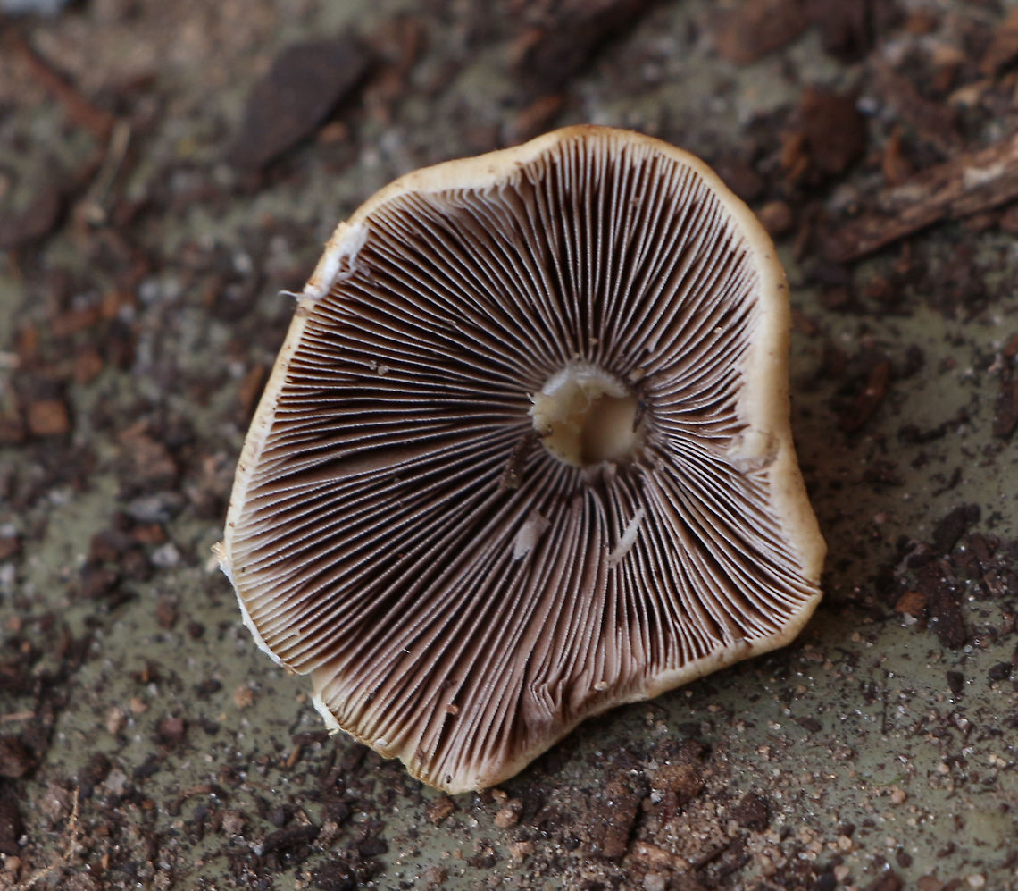 Gill formation of Psathyrella candolleana  Australia,Eamw,Geotagged,Psathyrella candolleana,Winter