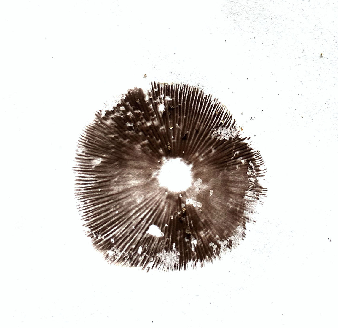 Psathyrella candolleana  Australia,Eamw,Geotagged,Psathyrella candolleana,Winter