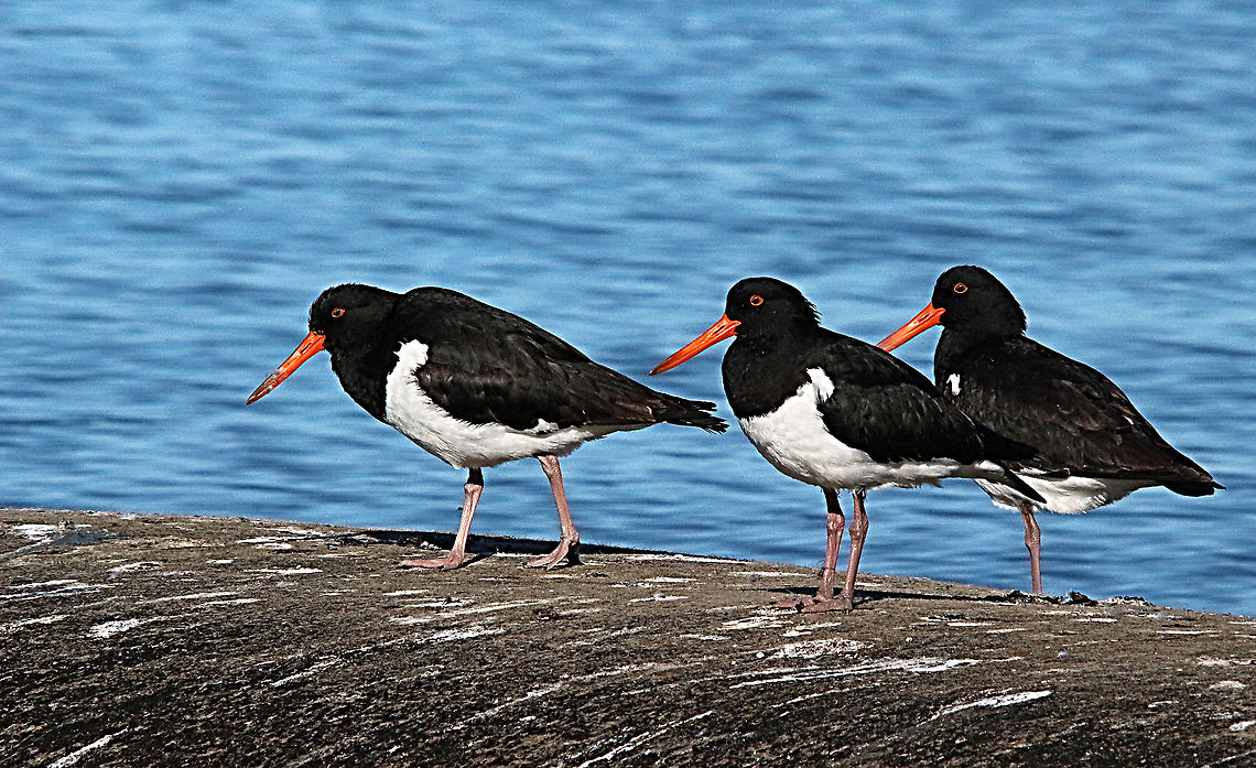 Pied oystercatchers - Haematopus longirostris  Australia,Birds Lakes Entrance,Eamw birds,Geotagged,Haematopus longirostris,Pied oystercatcher,Winter