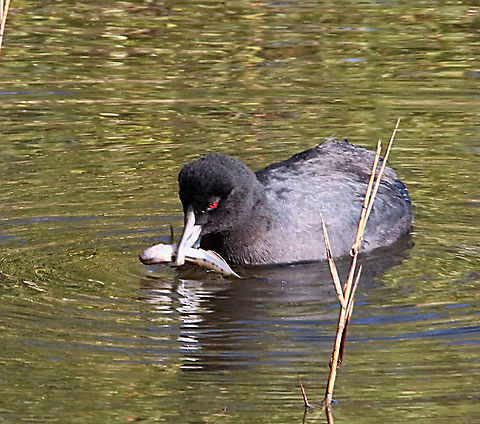 Eurasian coot - Fulica Strand Feeding on small fish. Australia,Eamw,Eurasian coot,Fulica atra,Geotagged,Winter