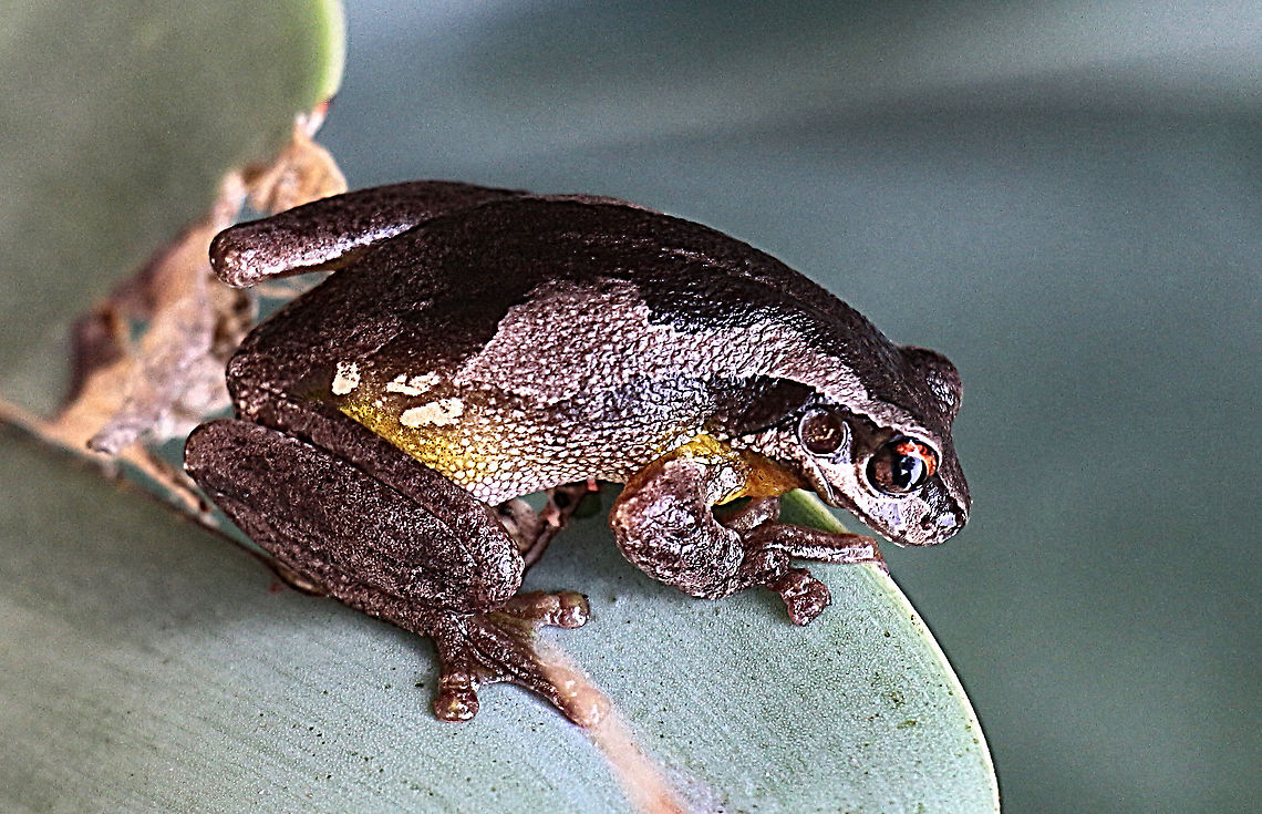 Screaming tree frog - Litoria quiritatus  Australia,Eamw frogs,Geotagged,Litoria peronii,Litoria quiritatus,Perons tree frog,Screaming tree frog,Summer