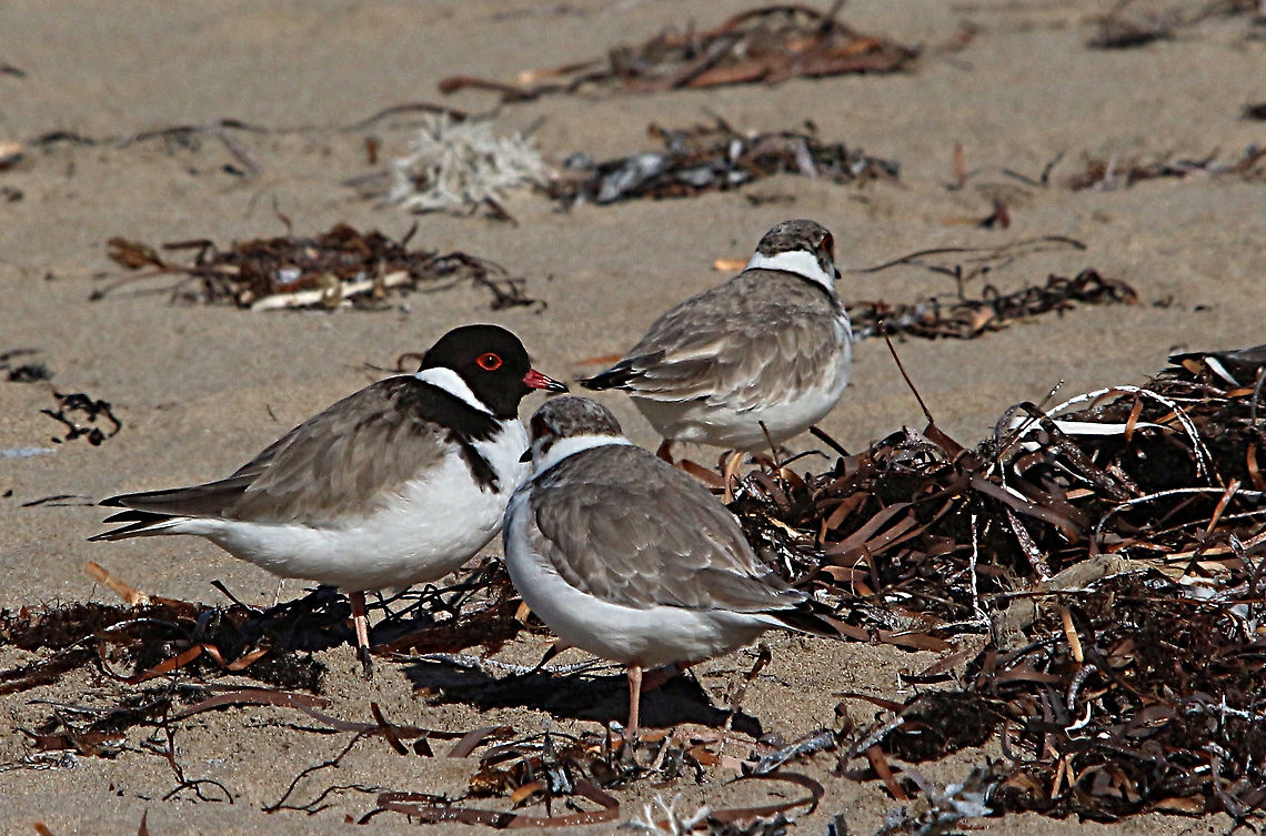 Hooded dotterel - Thinornis cucullatus The species has been listed as Vulnerable in South Australia. There are 12 birds who stay around the beach along Franklin Parade , Encounter Bay and use the area as a feeding ground. Appearently only one pair will nest in the area. . Some of the birds have been ringed the National Parks Researchers..<br />
Each year an area along the beach is fenced off to give the birds a chance to successfully rear young. Australia,Eamw birds,Geotagged,Hooded dotterel,Thinornis cucullatus,Winter