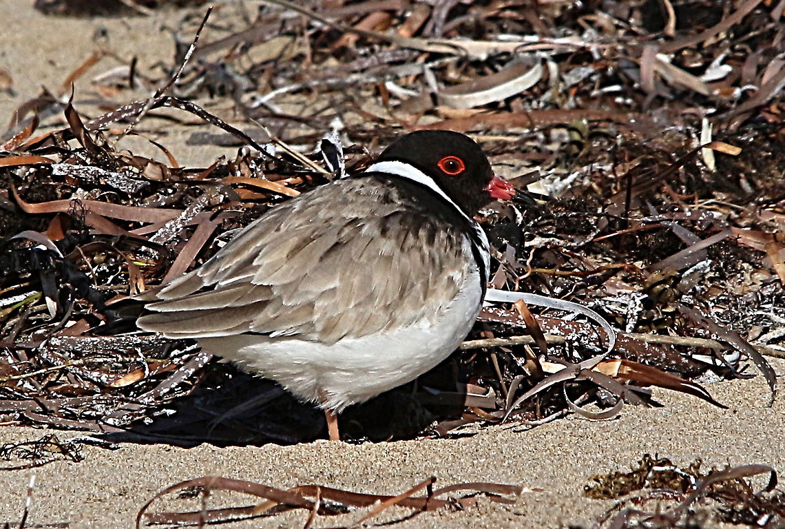 Hooded dotterel - Thinornis cucullatus Male Australia,Eamw,Geotagged,Hooded dotterel,Thinornis cucullatus,Winter
