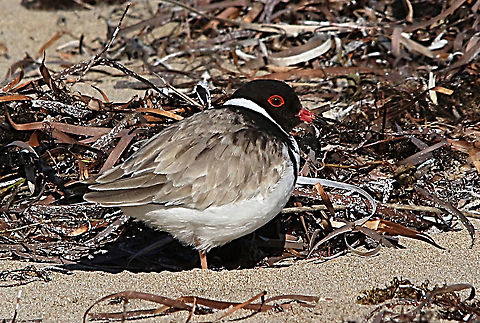 Hooded dotterel - Thinornis cucullatus Male Australia,Eamw,Geotagged,Hooded dotterel,Thinornis cucullatus,Winter