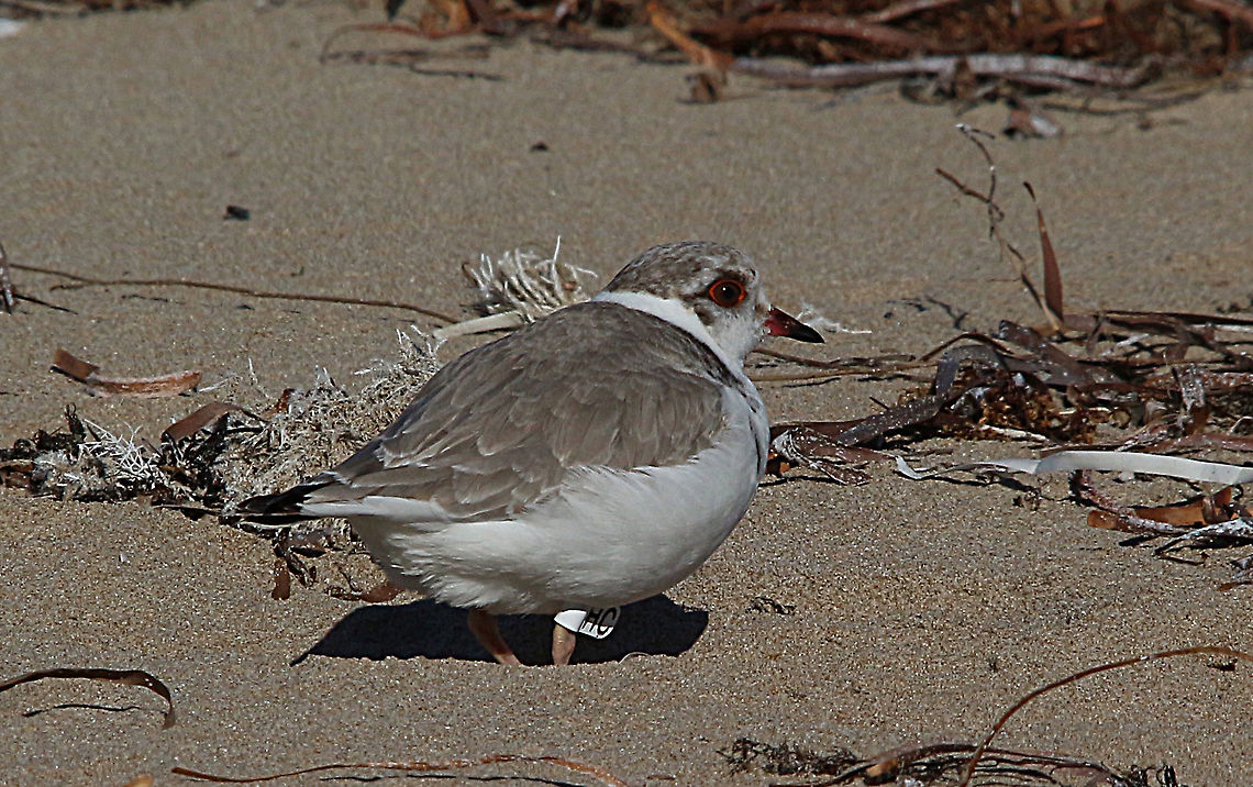 Hooded dotterel - Thinornis cucullatus Female has been ringed by National Parks staff. Australia,Eamw birds,Geotagged,Hooded dotterel,Thinornis cucullatus,Winter