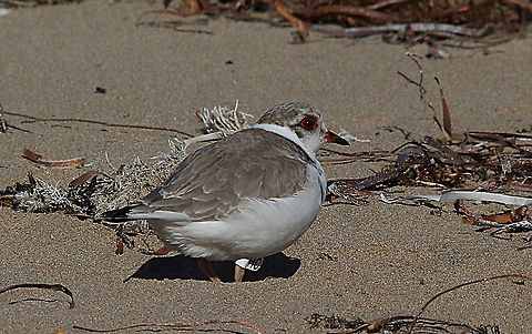 Hooded dotterel - Thinornis cucullatus Female has been ringed by National Parks staff. Australia,Eamw birds,Geotagged,Hooded dotterel,Thinornis cucullatus,Winter