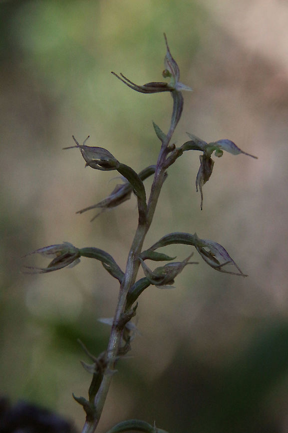 Tiny mosquito orchid - Acianthus pusillus The stalk can have up to 18 flowers. The plant is around 100 mm t0 150mm tall.  Acianthus pusillus,Australia,Eamw,Geotagged,Tiny mosquito orchid,Winter