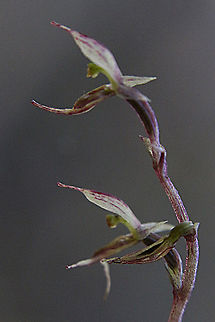 Tiny mosquito orchid - Acianthus pusillus  Acianthus pusillus,Australia,Eamw,Geotagged,Tiny mosquito orchid,Winter