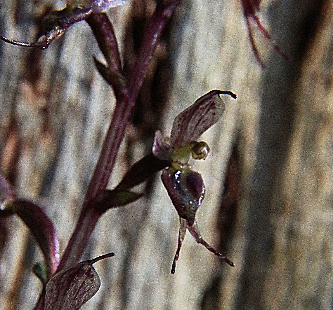Tiny mosquito orchid - Acianthus pusillus The flowers are no more then 10 mm. Acianthus pusillus,Eamw,Tiny mosquito orchid