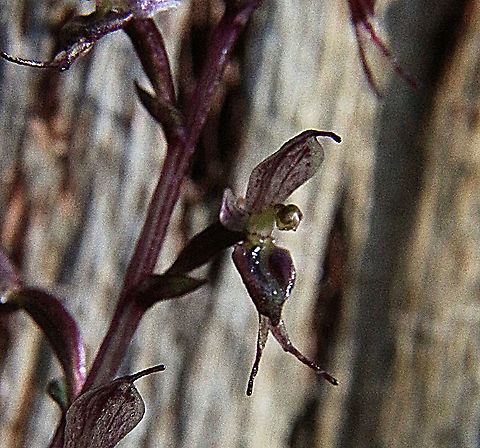 Tiny mosquito orchid - Acianthus pusillus The flowers are no more then 10 mm. Acianthus pusillus,Eamw,Tiny mosquito orchid