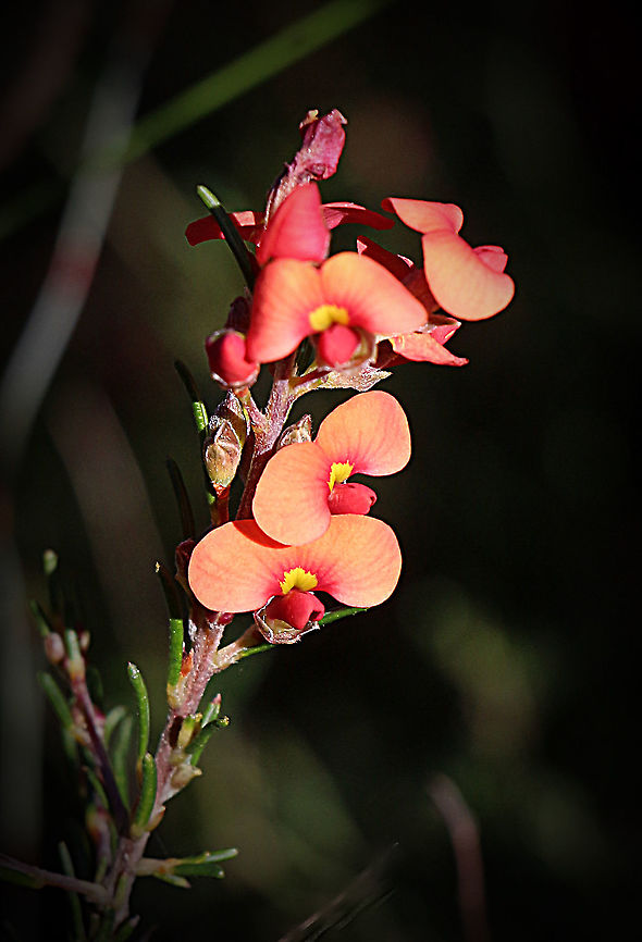 Snowy parrot pea - Dillwynia sericea  Australia,Dillwynia sericea,Eamw,Geotagged,Winter