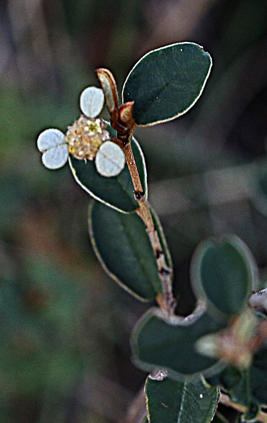 Winged spyridium - Spyridium vexilliferum  Australia,Eamw flora,Geotagged,Spyridium vexilliferum,Winged spyridium,Winter