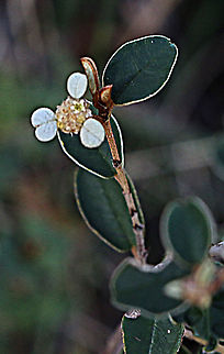 Winged spyridium - Spyridium vexilliferum  Australia,Eamw flora,Geotagged,Spyridium vexilliferum,Winged spyridium,Winter