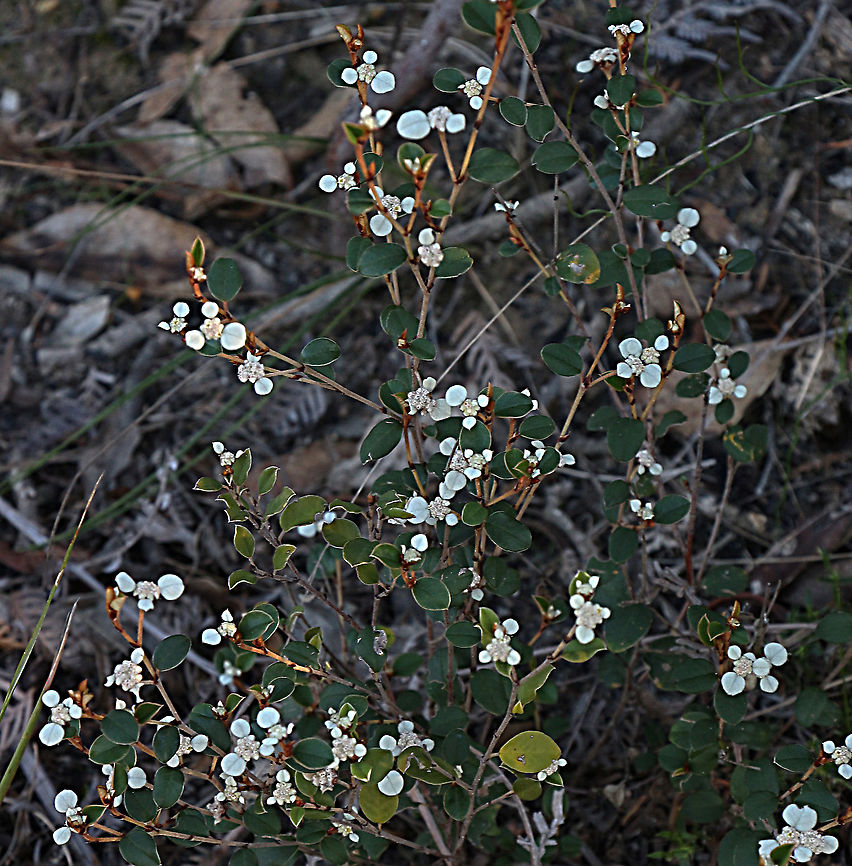 Winged spyridium - Spyridium vexilliferum  Australia,Eamw flora,Geotagged,Spyridium vexilliferum,Winged spyridium,Winter