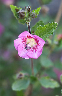 Howittia trilocularis. Often used for ornamental plantings. Australia,Eamw,Geotagged,Howittia,Howittia trilocularis,Winter