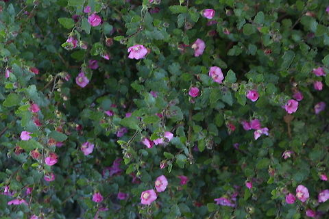Howittia trilocularis  Australia,Eamw flora,Geotagged,Howittia,Howittia trilocularis,Winter