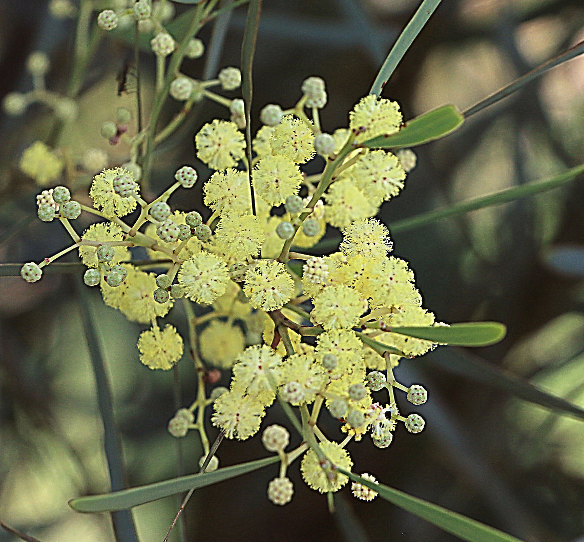 Cinnamon wattle - Acacia leprosa Very adaptable species and as in this case used often for roadside plantings Acacia leprosa,Australia,Cinnamon wattle,Eamw,Geotagged,Summer,Winter