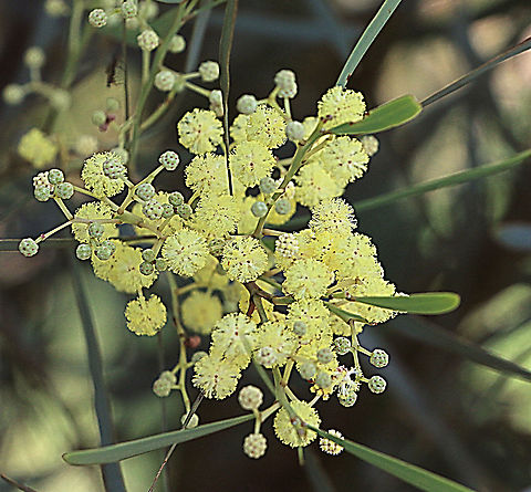 Cinnamon wattle