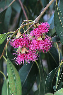 Blue gum - Eucalyptus leucoxylon  Australia,Blue gum,Eamw,Eucalyptus leucoxylon,Geotagged,Winter,yellow gum