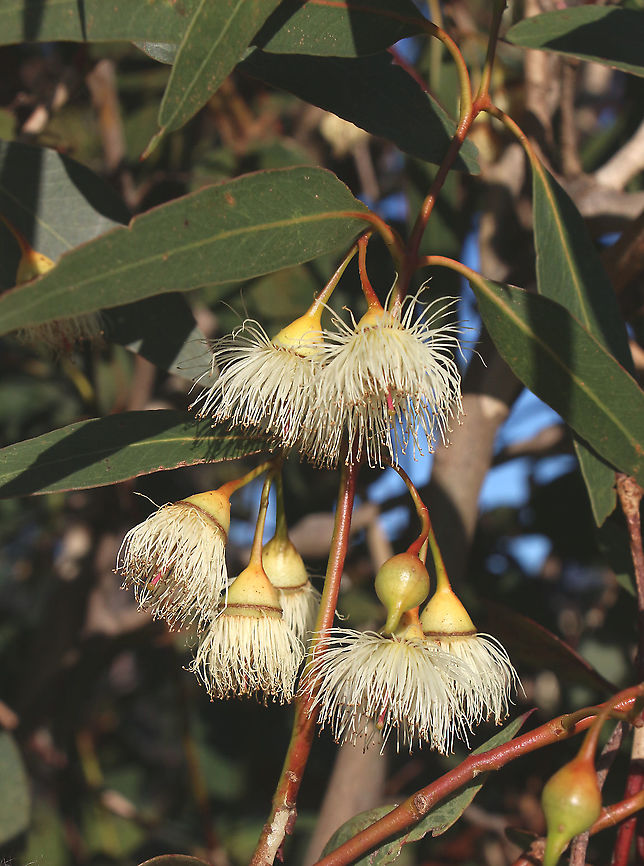 Yellow Box - Eucalyptus melliodora  Australia,Eamw,Eucalyptus melliodora,Geotagged,Winter,Yellow box