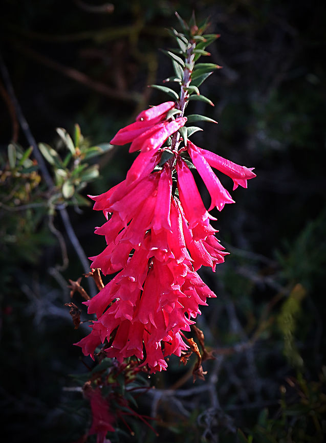 Pink heath - Epacris impressa Common plant but alwise nice to find. Australia,Eamw flora,Epacris impressa,Geotagged,Winter