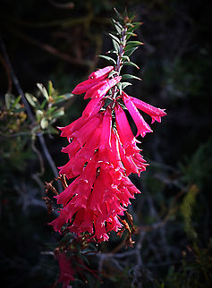 Pink heath - Epacris impressa Common plant but alwise nice to find. Australia,Eamw flora,Epacris impressa,Geotagged,Winter