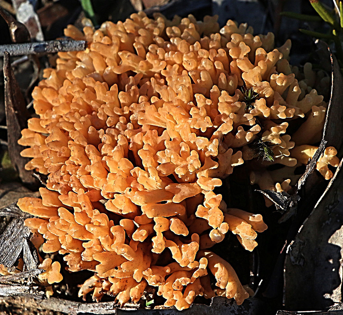 Ramaria capitata  Australia,Eamw,Geotagged,Ramaria capitata,Winter