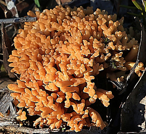 Ramaria capitata  Australia,Eamw,Geotagged,Ramaria capitata,Winter